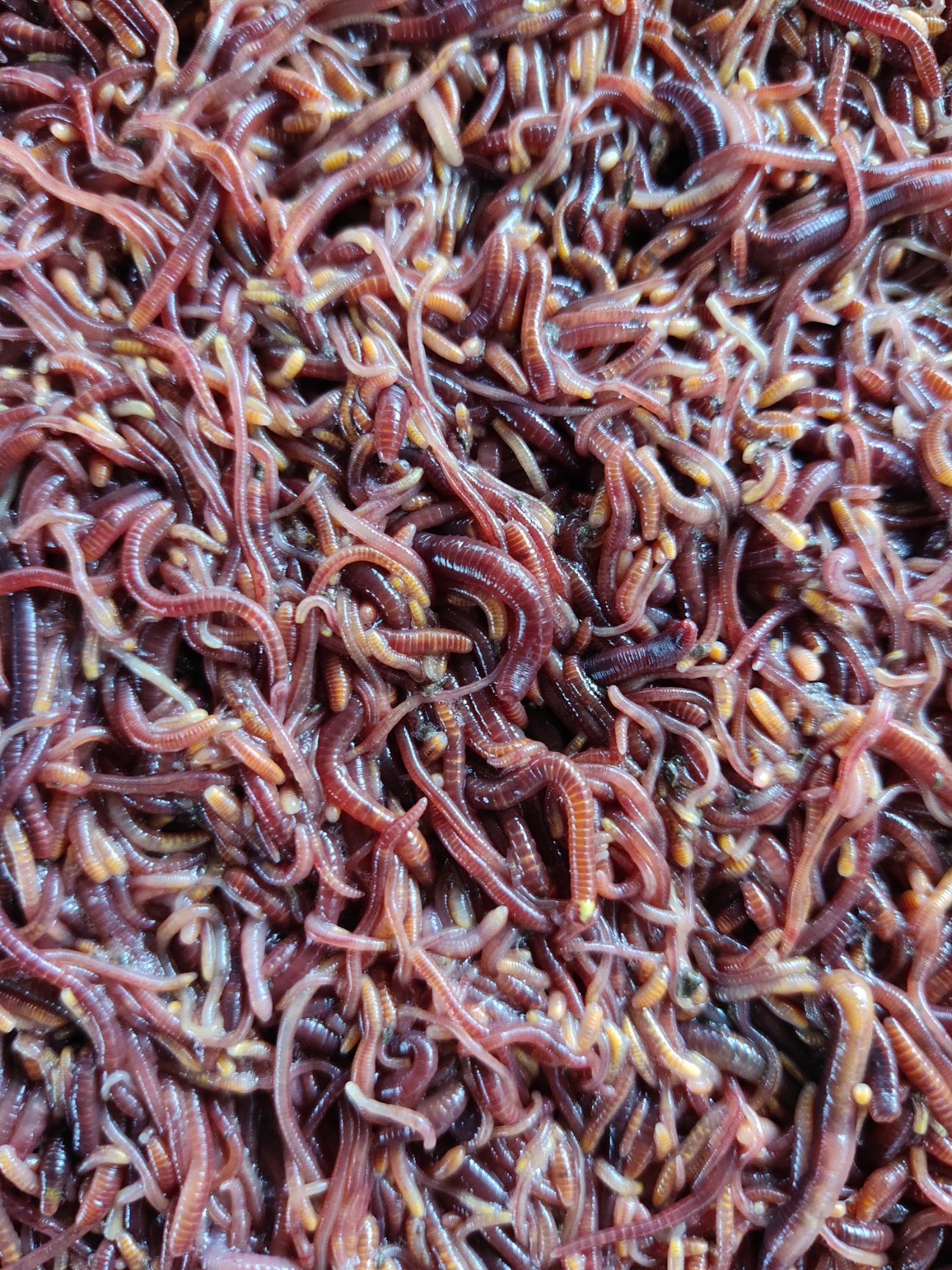 粪蚯蚓  纯牛粪养的蚯蚓，可用于垂钓.入药水产饲料，叶面肥粪污处理等