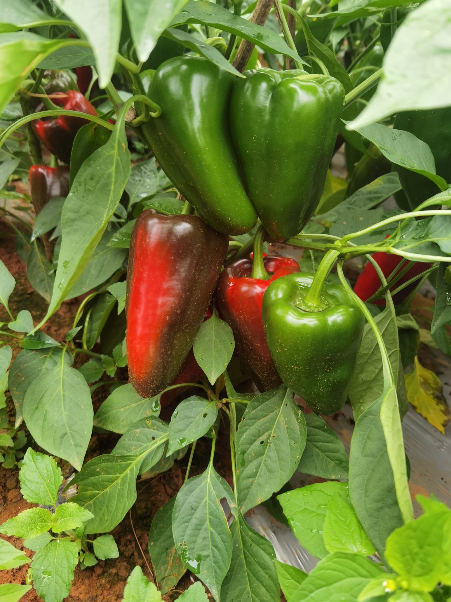 甜椒  自产自销，可全国发货。。。