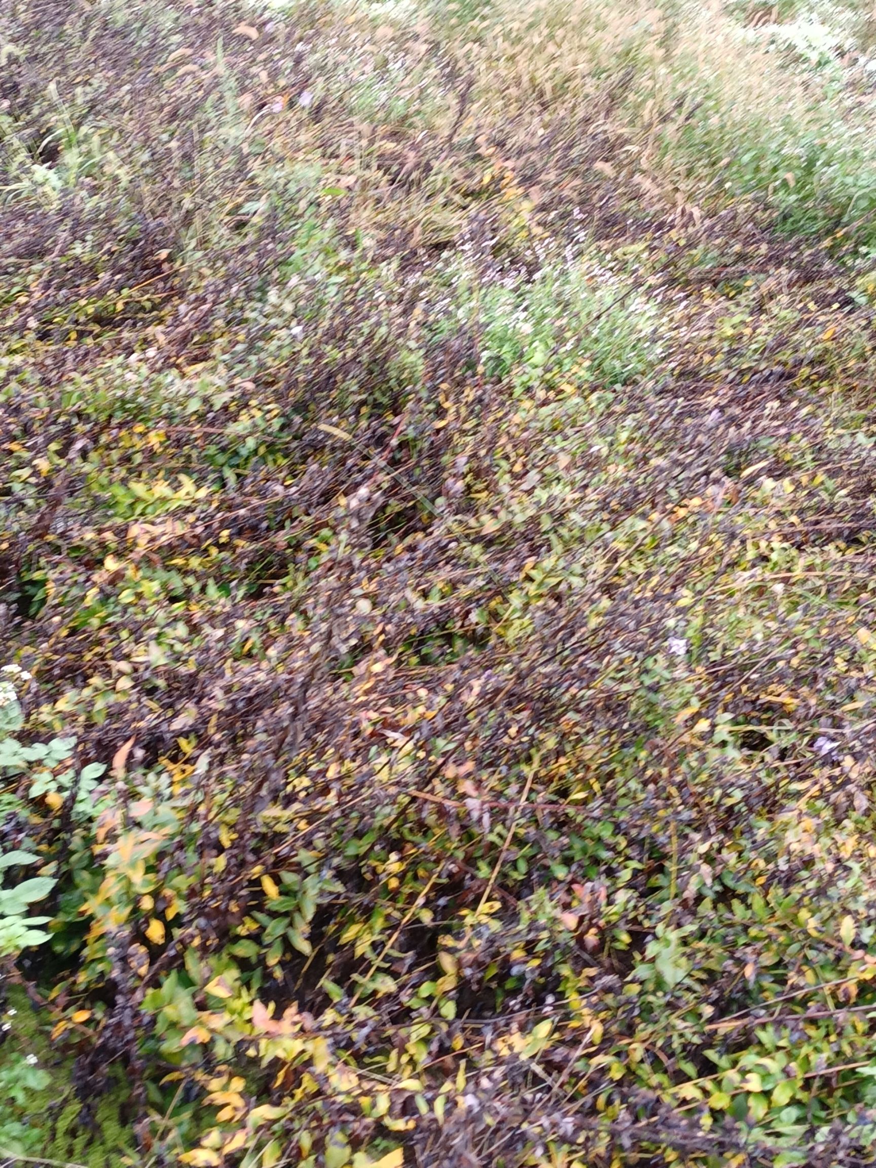 南桔梗  桔梗鲜货含皮