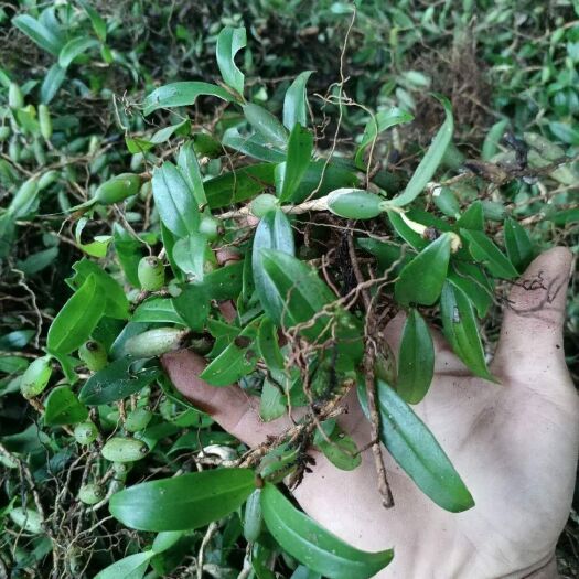 惠水县石橄榄  双叶软叶中果