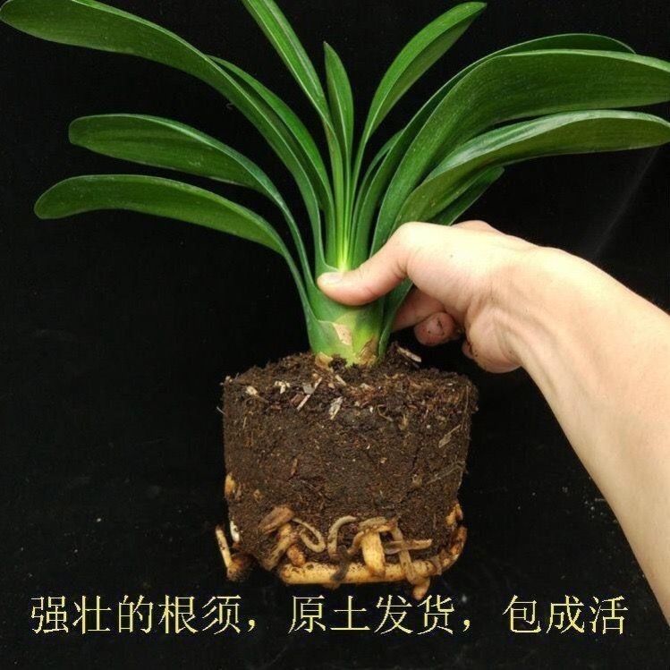 宽叶君子兰花苗 兰花苗 君子兰大苗室内盆栽 东北君子兰盆栽