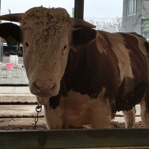 枣庄养殖销售改良肉牛西门塔尔红花紫花带角秃头种公牛种母牛保摸保验