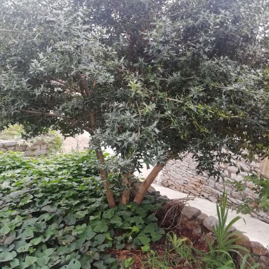 无为市有刺枸骨