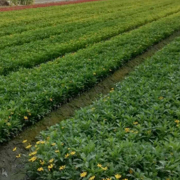 基地直供木春菊苗茼蒿菊黄金菊绿化工程苗木带土发货可脱土四季开