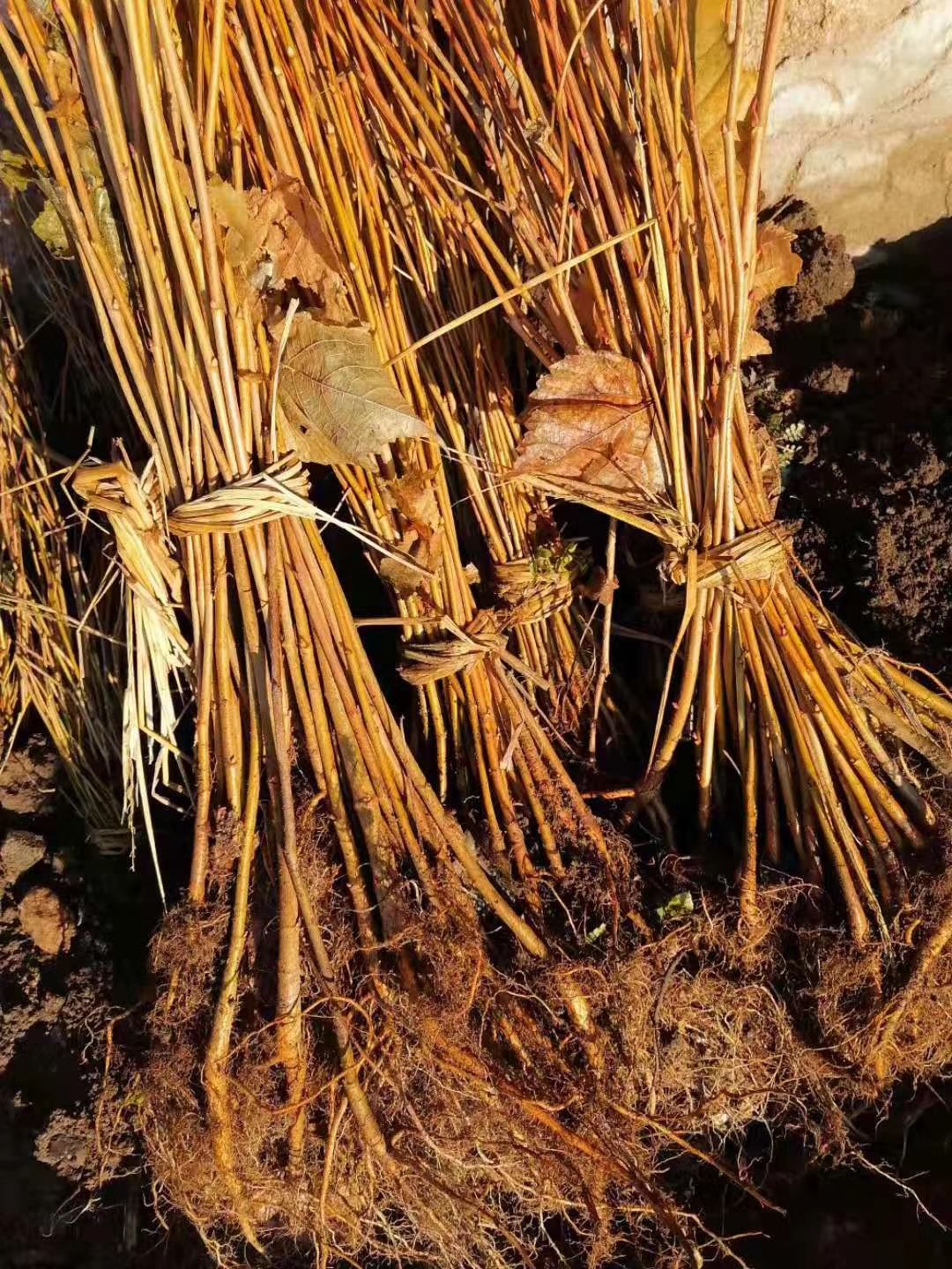 椴树 紫椴苗，紫椴苗基地