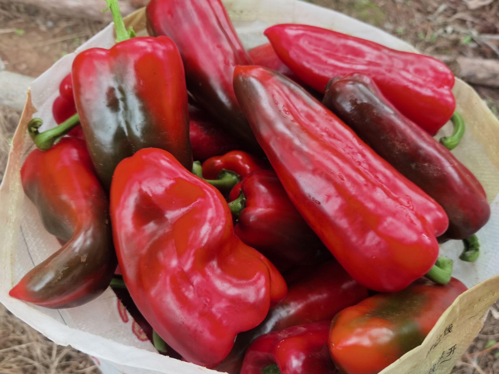 甜椒  自产自销，可全国发货。。。