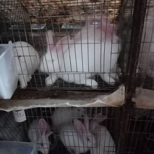 河池肉兔 草饲兔