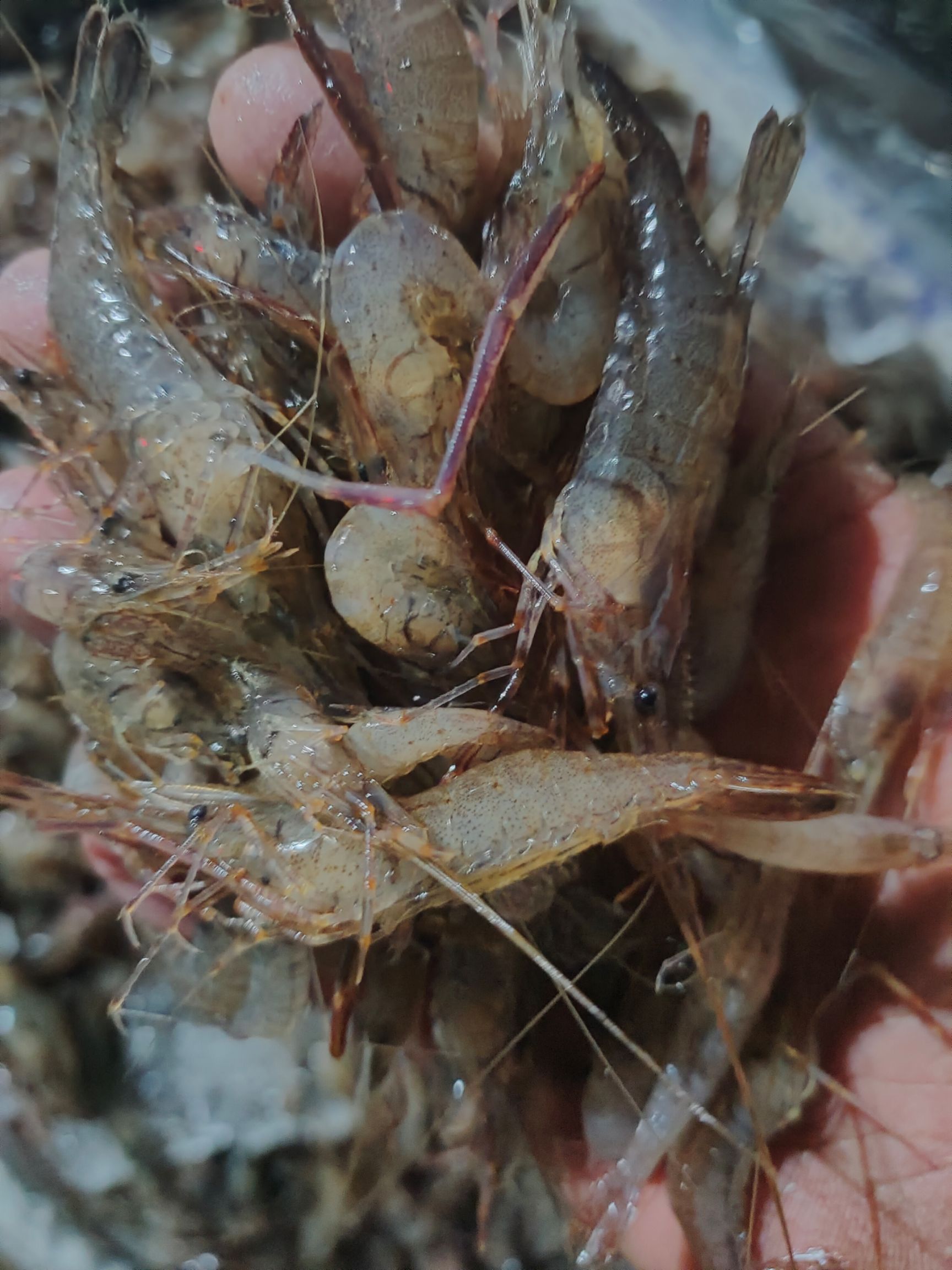 草虾  鲜虾，速冻虾，欢迎选购