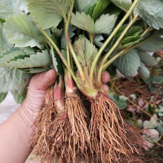 平邑县红颜草莓苗  草莓苗，红颜，章姬，美十三，甜查理，品种齐全，现挖现发