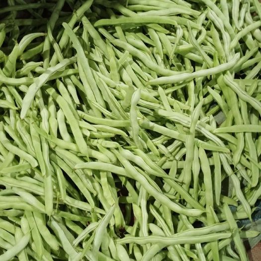 北镇市白条豆角  白豆角质量好，品种齐全，都是大棚里刚下来的