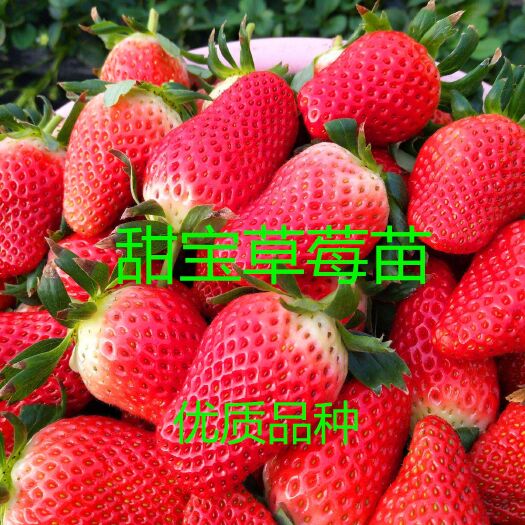平邑县甜宝草莓苗 量多优惠，现挖现发 品质优良，成活率高，欢迎来购