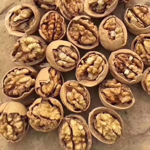 成都薄皮核桃 新疆核桃  麻子黑桃  现货供应下单秒发一手货源价格美丽