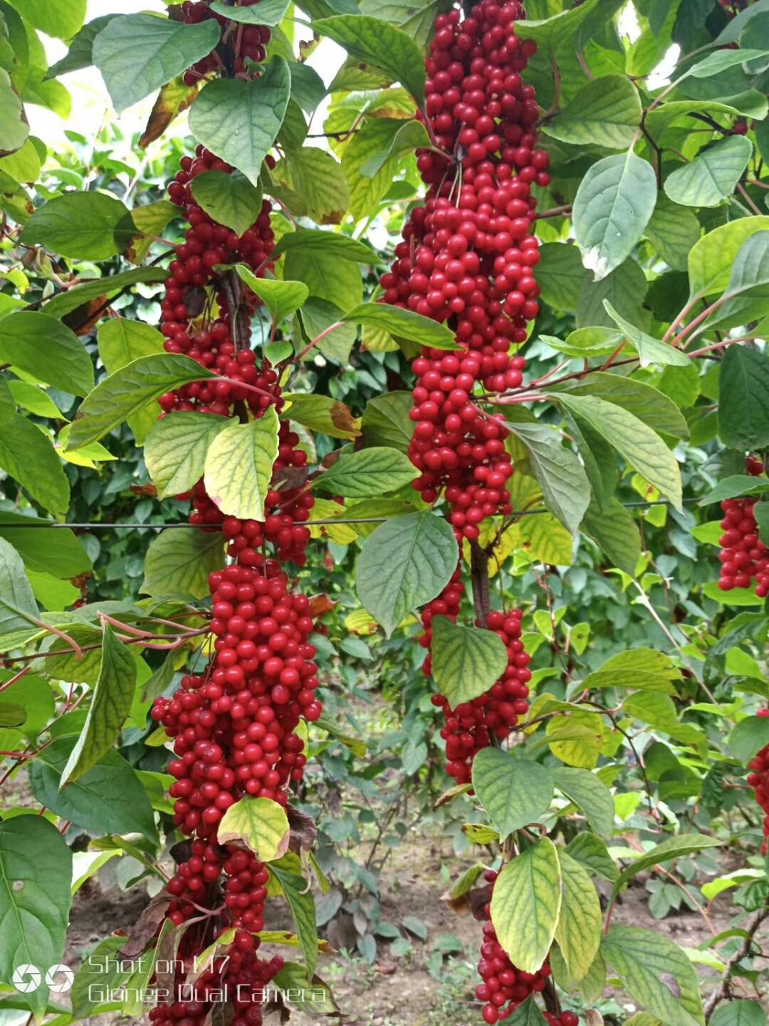 辽五味子苗免费提供技术指导，亩产3000斤