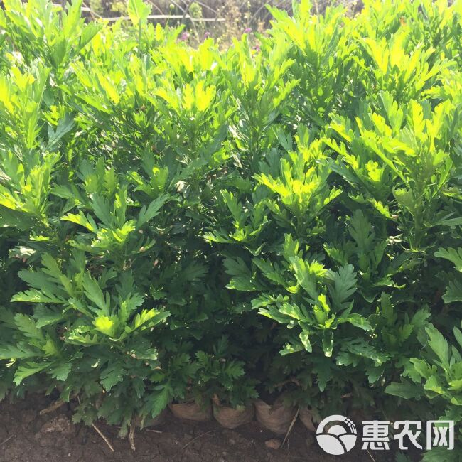 基地直供木春菊苗茼蒿菊黄金菊绿化工程苗木带土发货可脱土四季开