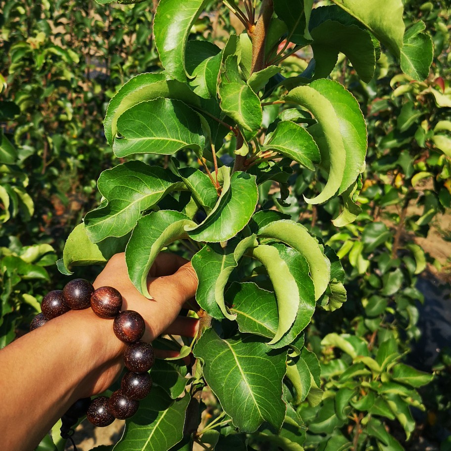 彩叶豆梨 秋火焰 临沂观赏绿化