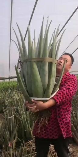 周口库拉索芦荟美容护肤，大棵芦荟三十斤到四十多斤的大芦荟