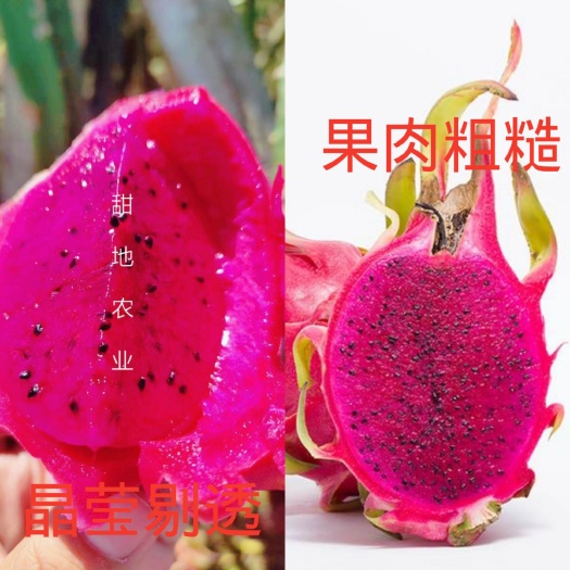 峨眉山市红心火龙果苗 水晶火龙果苗