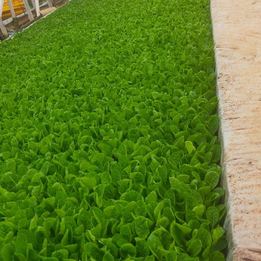 大白菜苗，正宗山东大白菜，