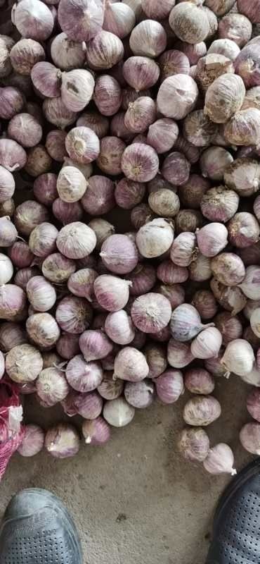 金乡县独头蒜  紫皮云南独头干蒜