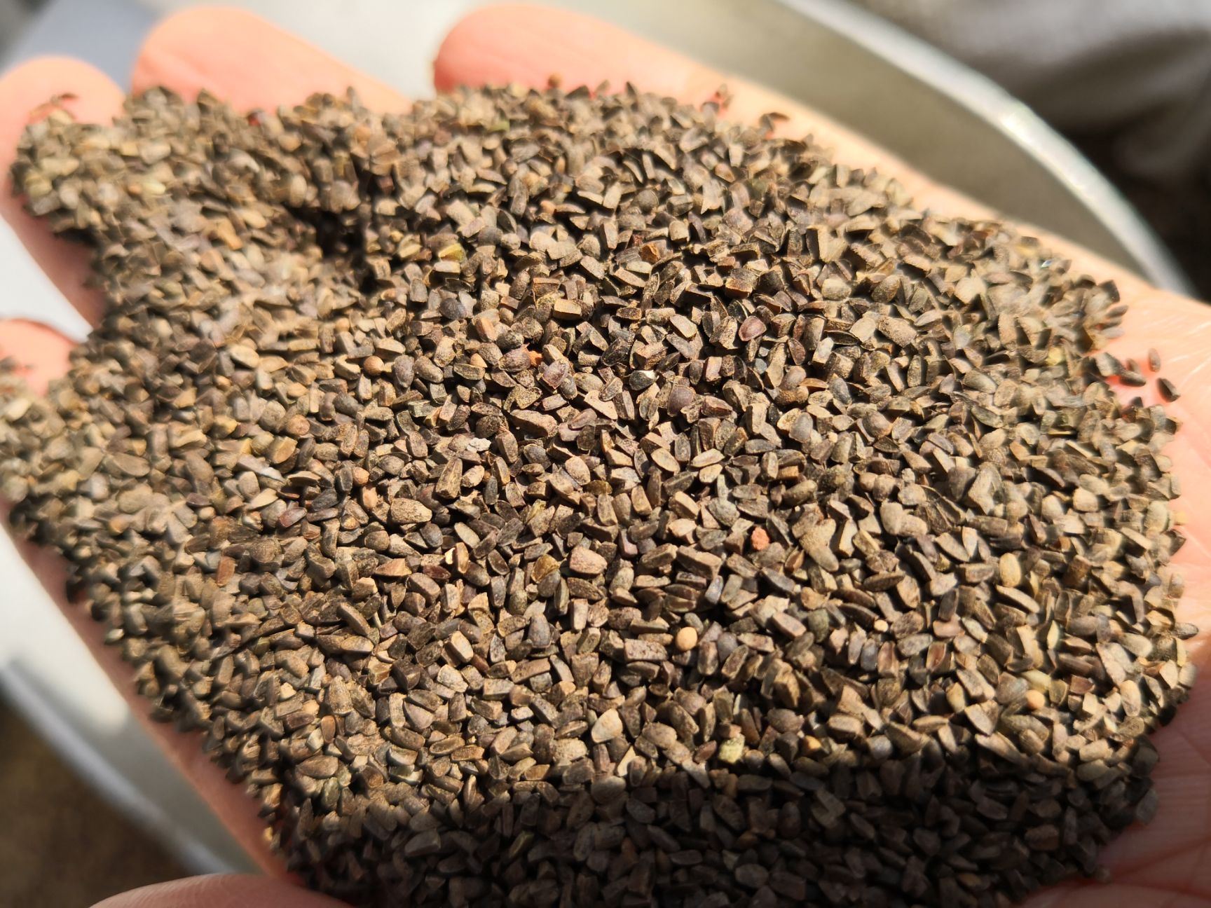 茺蔚子 干货中药材 量大从优