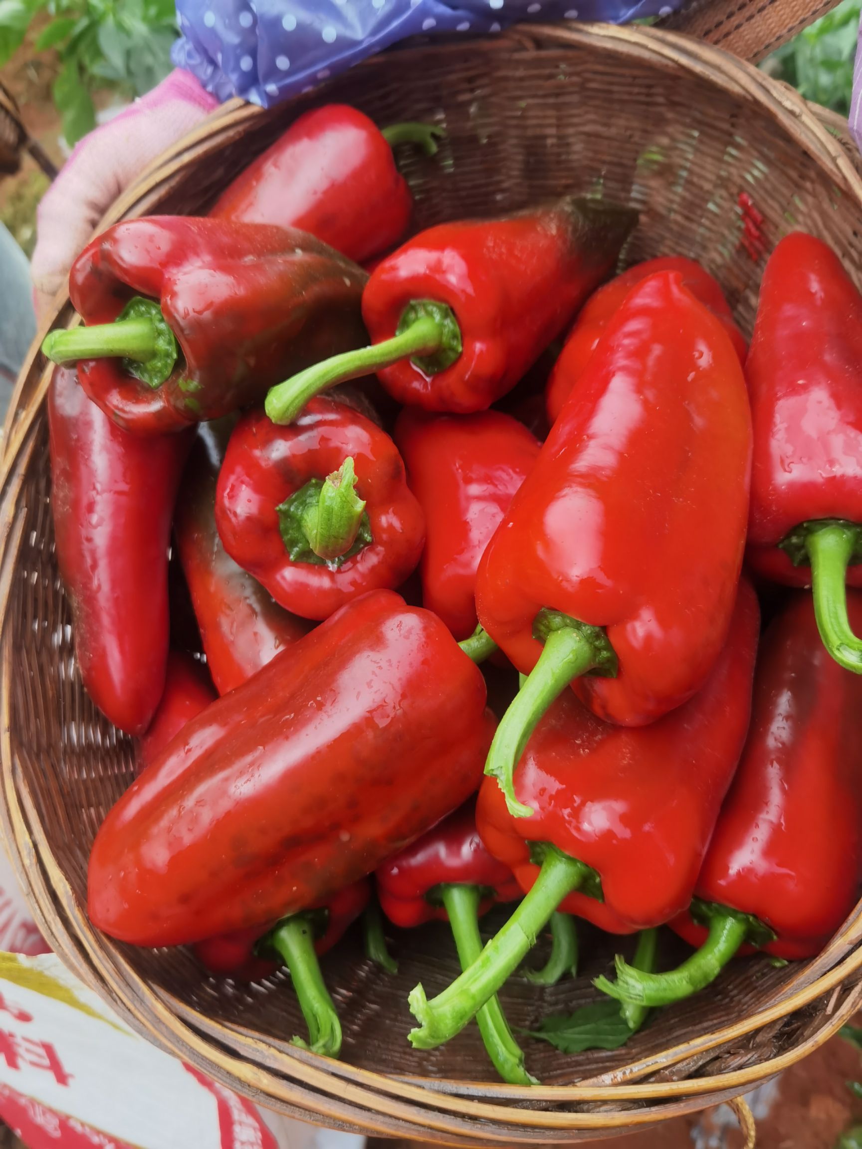 甜椒  自产自销，可全国发货。。。