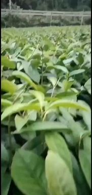 通道县粉红黑老虎苗 