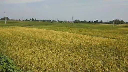 信阳水田  好水稻田，水好路好，连片千亩良田，500亩