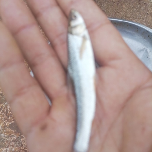 南充鳕鱼苗（长势快，食性杂，市场价高）