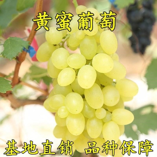 杭州黄香密葡萄苗果树苗无核黄蜜葡萄苗 黄提葡萄树苗嫁接苗当年结果