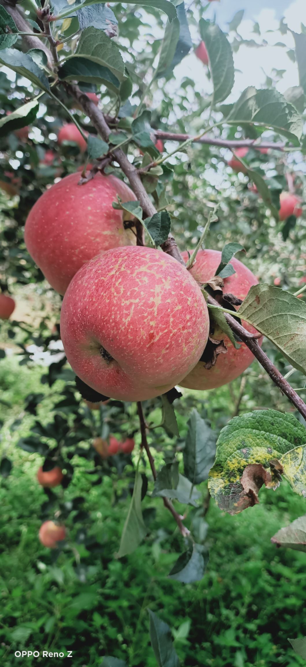 丑苹果，真正的高原糖心苹果，代办，一件代发
