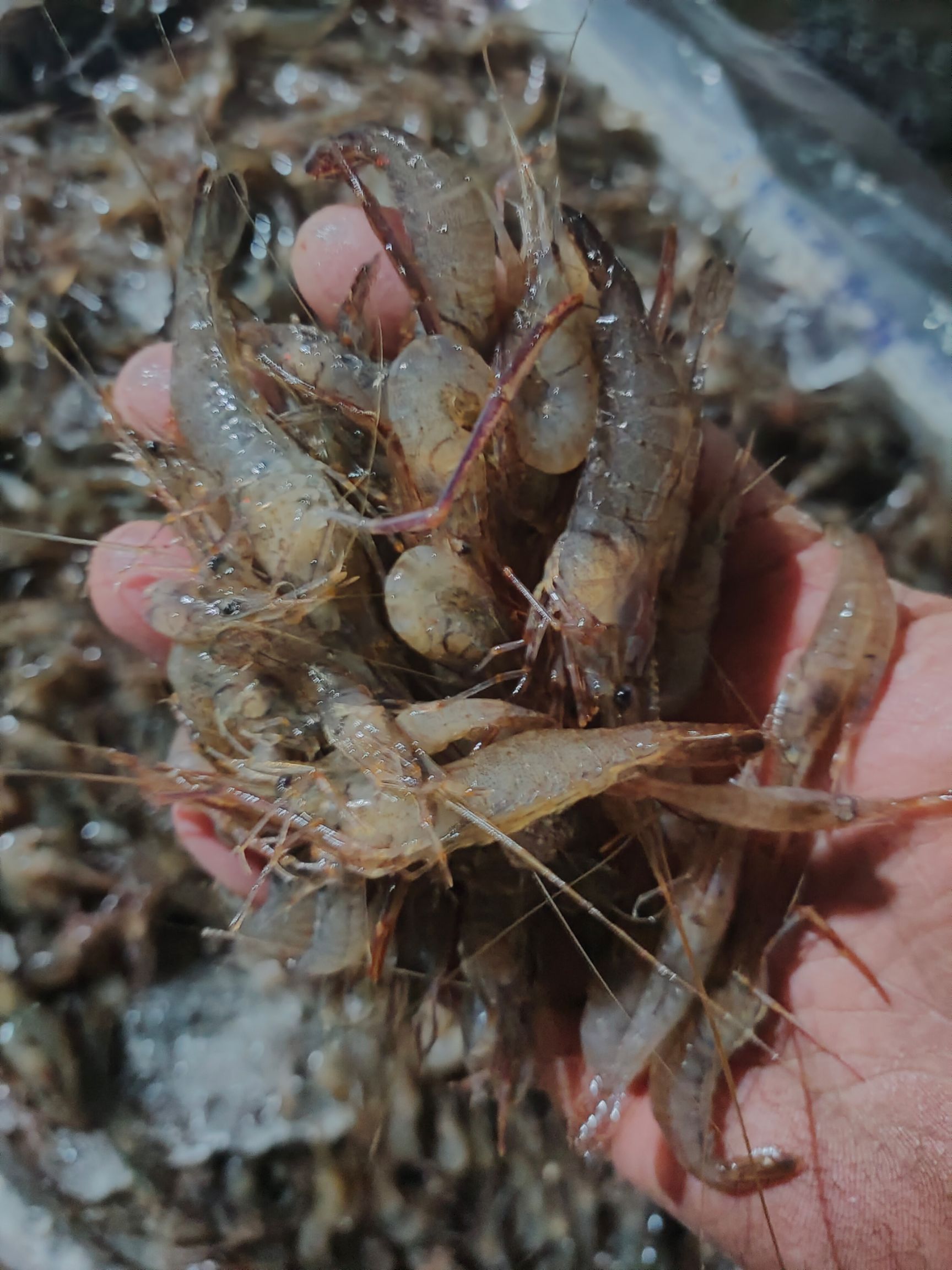草虾  鲜虾，速冻虾，欢迎选购