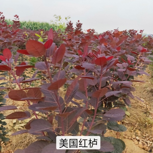  红栌，美国红栌，专业培育美国红栌各规格大小苗，自产自销。