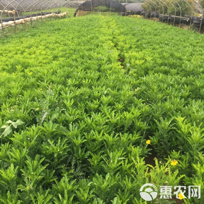 基地直供木春菊苗茼蒿菊黄金菊绿化工程苗木带土发货可脱土四季开