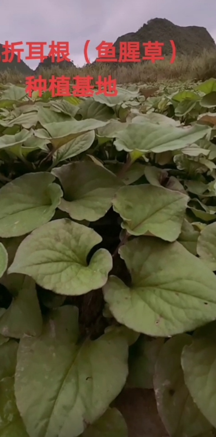 鱼腥草根  折耳根