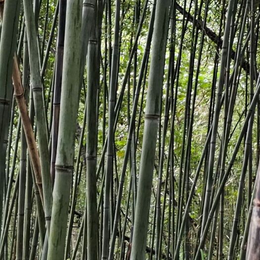 雅安大棚管 大棚杆 水竹子