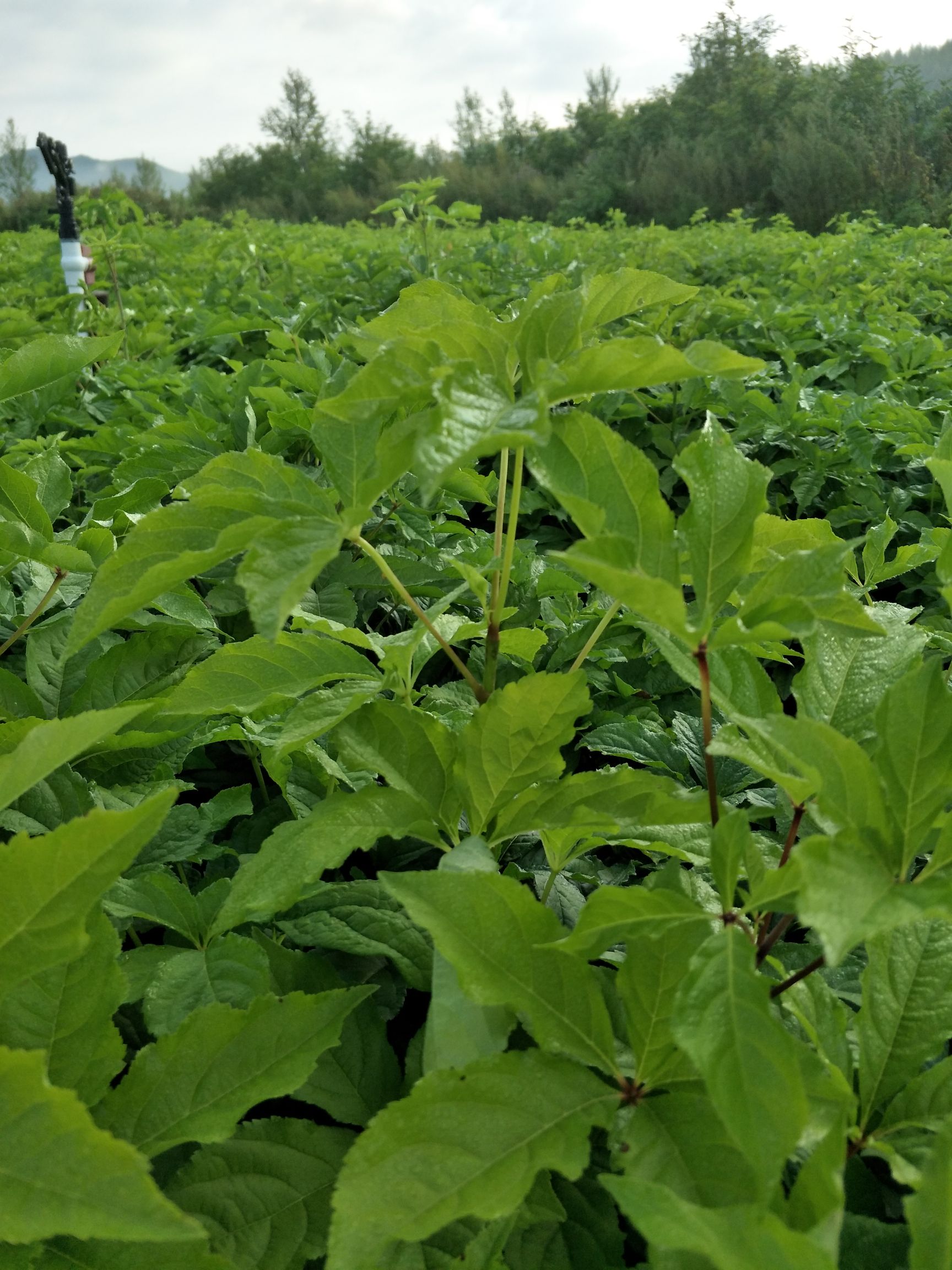 刺五加苗，山菜，浑身上下都是药材！