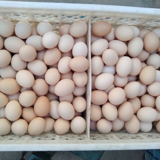 朝阳粉蛋 食用 散装