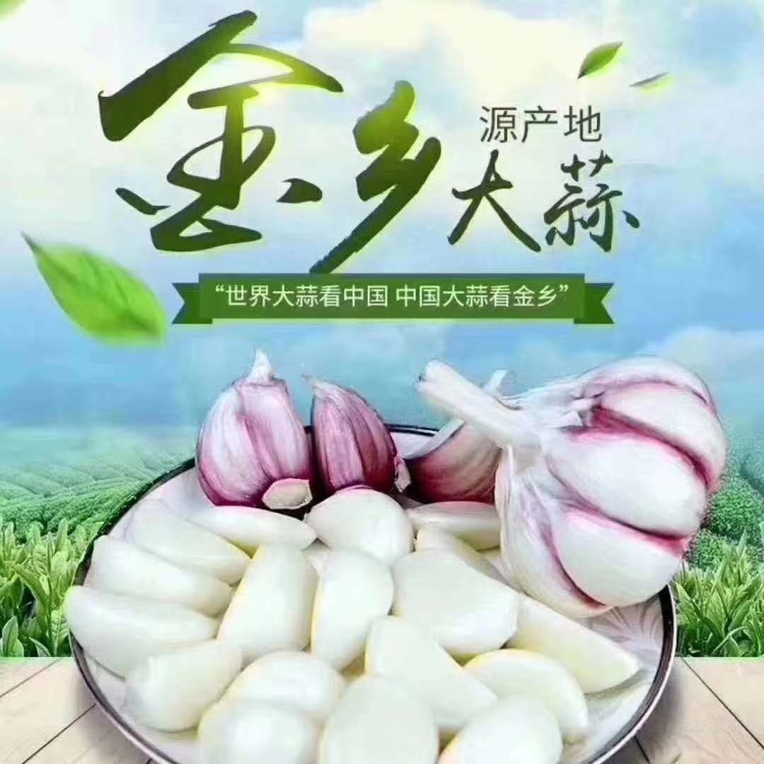 红皮蒜  专业团队，代购，代存，冷库配资，代发全国市场。