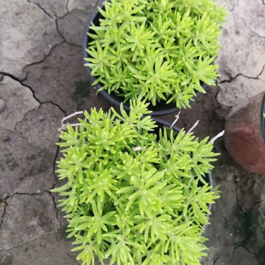 青州市黄金条（佛甲草）