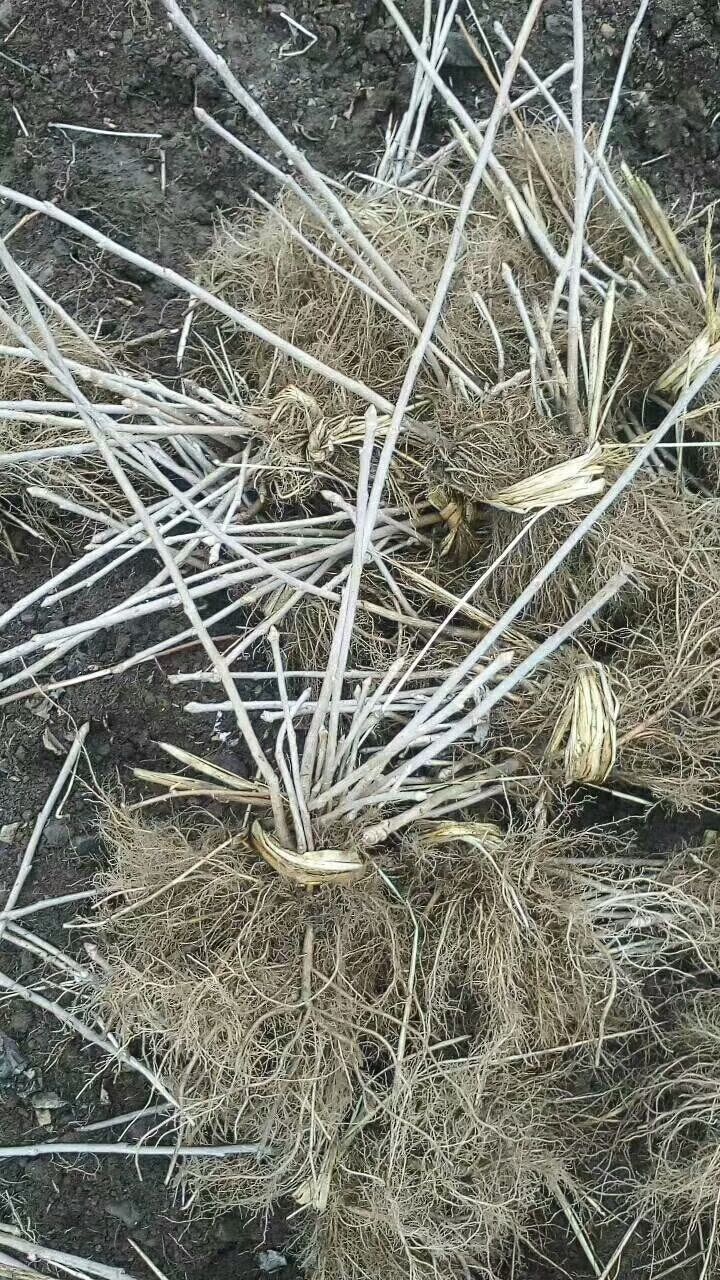 刺五加苗，山菜，浑身上下都是药材！