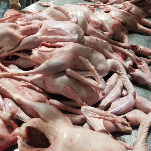 睢宁县鹅肉类  鲜鹅