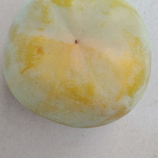 保定磨盘柿子  磨盘柿，个大，量多。