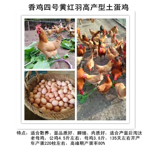 简阳市粉壳蛋鸡苗 产蛋小能手⇒高产粉白壳土蛋鸡鸡苗