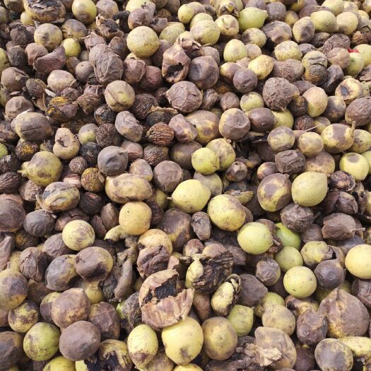 玛纳斯县核桃树种子 风景核桃种子一颗5角