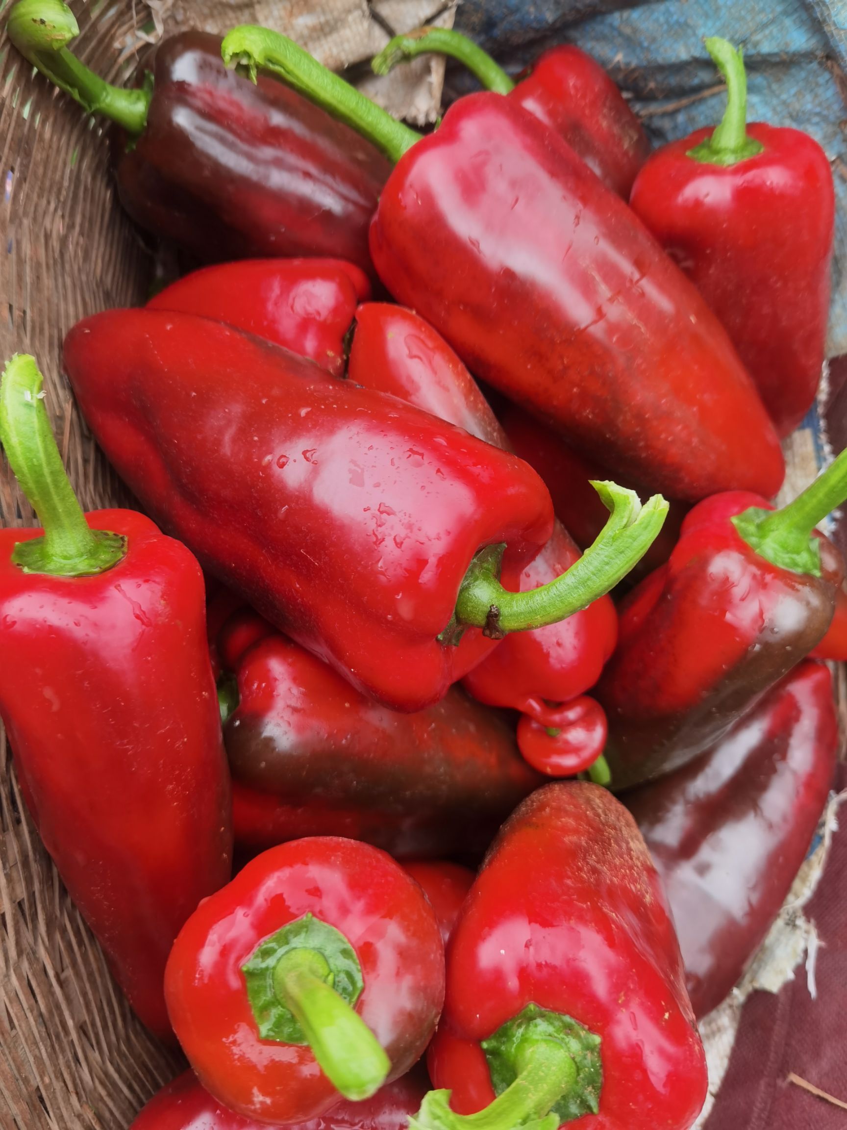 甜椒  自产自销，可全国发货。。。