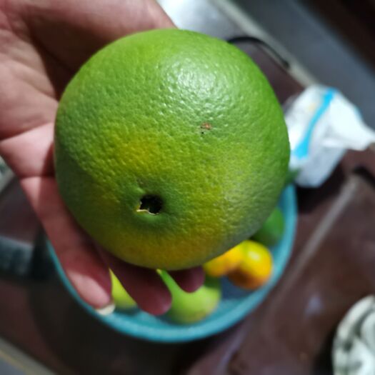 安溪县芦柑，橙子，产地直销，个大，味好多汁，甜，