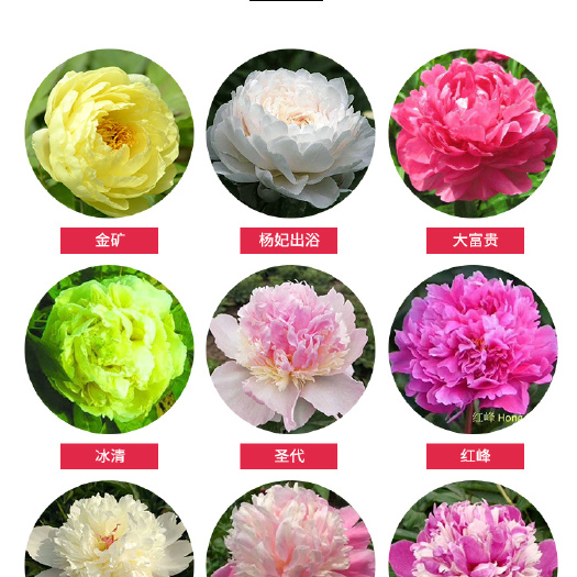 菏泽多花芍药 切花芍药苗，观赏芍药苗，芍药鲜切花苗