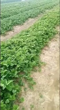 安丘市隋珠草莓苗，个大，硬度好！口感极好，又香又甜，满口余香！！！