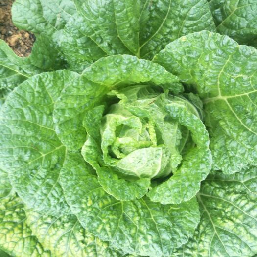 黄心大白菜  大白菜