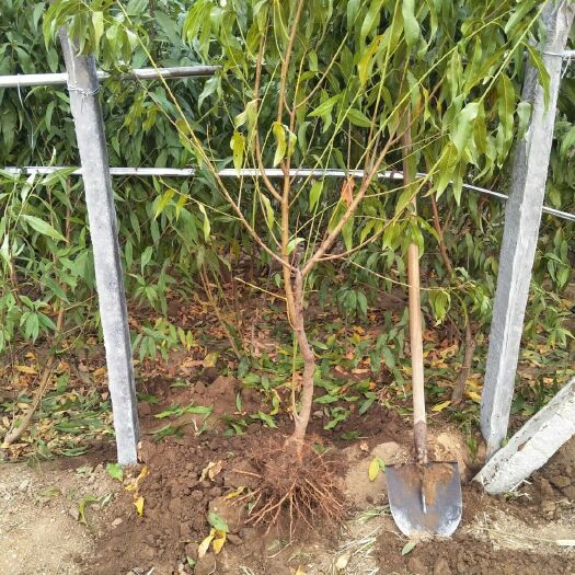 炎陵黄桃苗 桃树苗